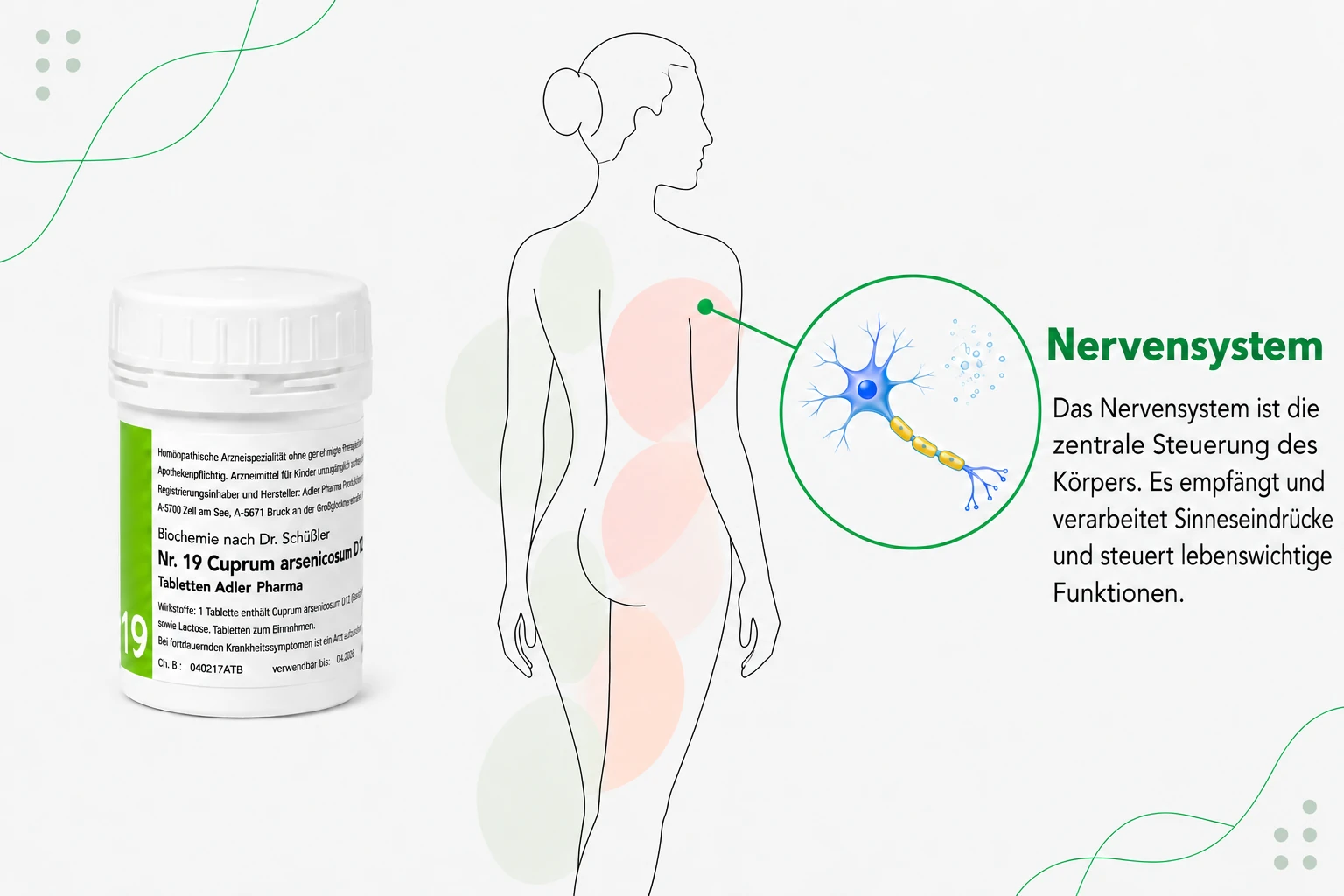 Schüßler Salz Nr. 19 Cuprum arsenicosum von Adler Pharma neben einer Körpersilhouette und einer Nervenzelle mit Informationen zum Nervensystem.